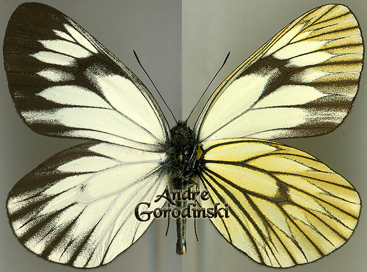 http://www.gorodinski.ru/pieridae/Aporia nishimurai.jpg